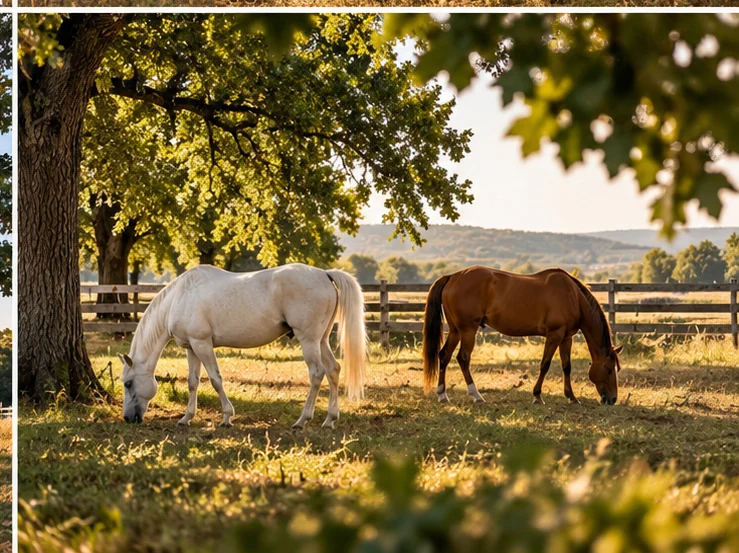 Horses grazing under the oaks