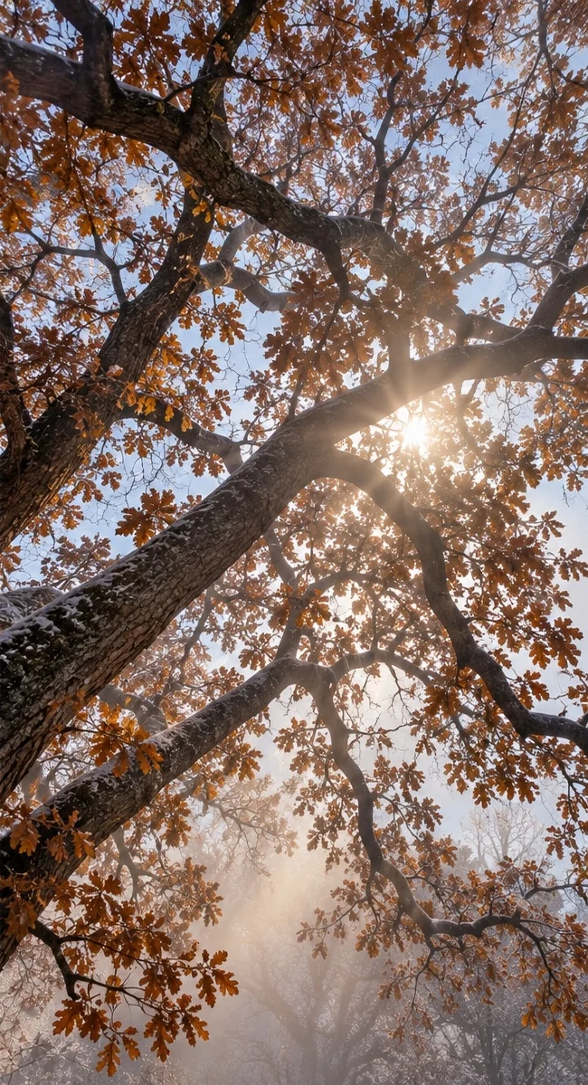 Late autumn oak canopy against a frost-bright sky
