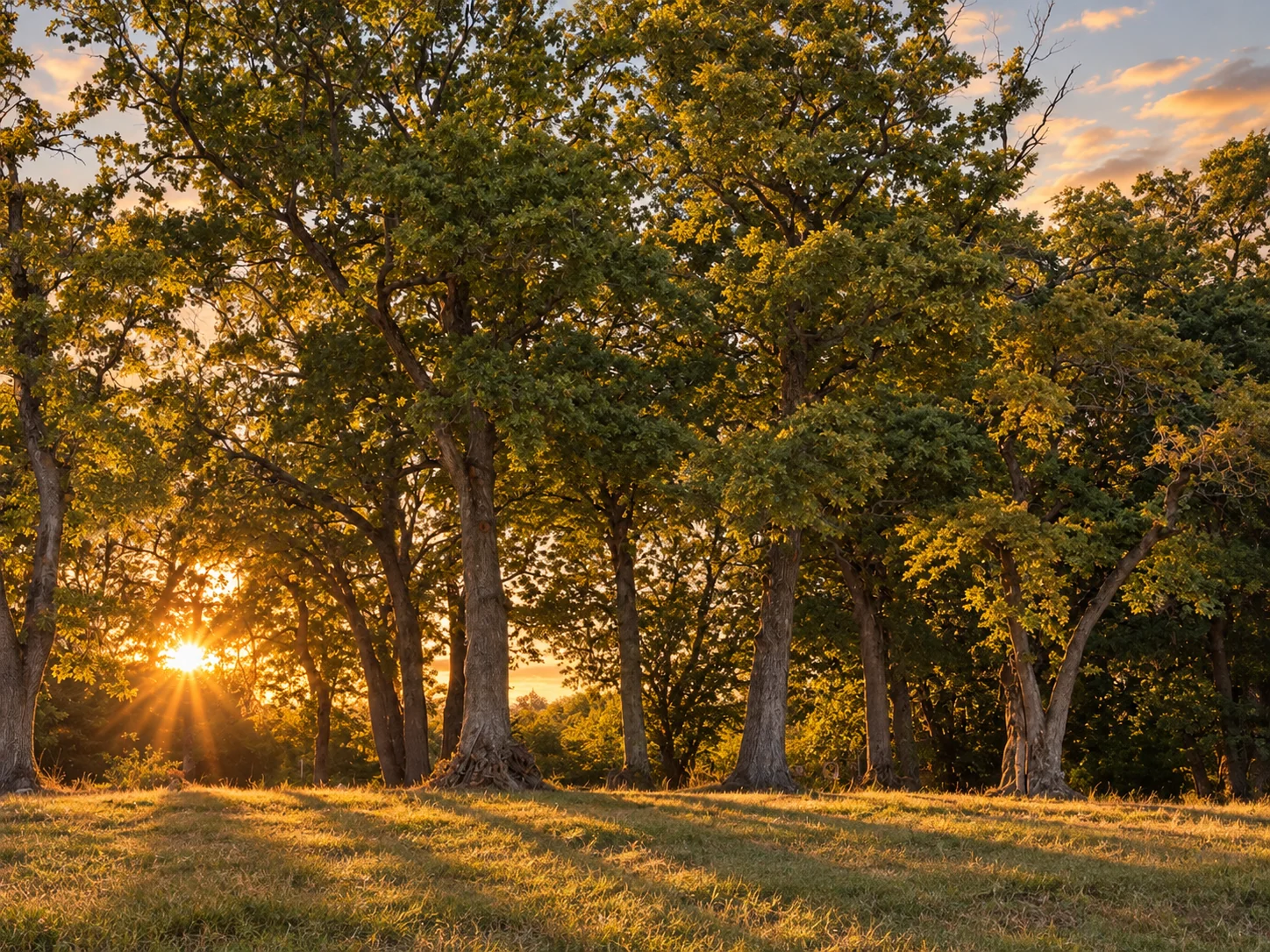Oaks in low sunlight at the estate
